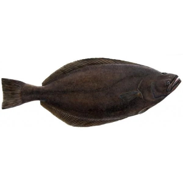 Halibut negru file (400/800gr)